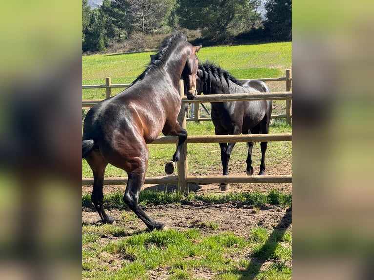 PRE Mix Gelding 3 years 15.2 hh Bay-Dark in Soria