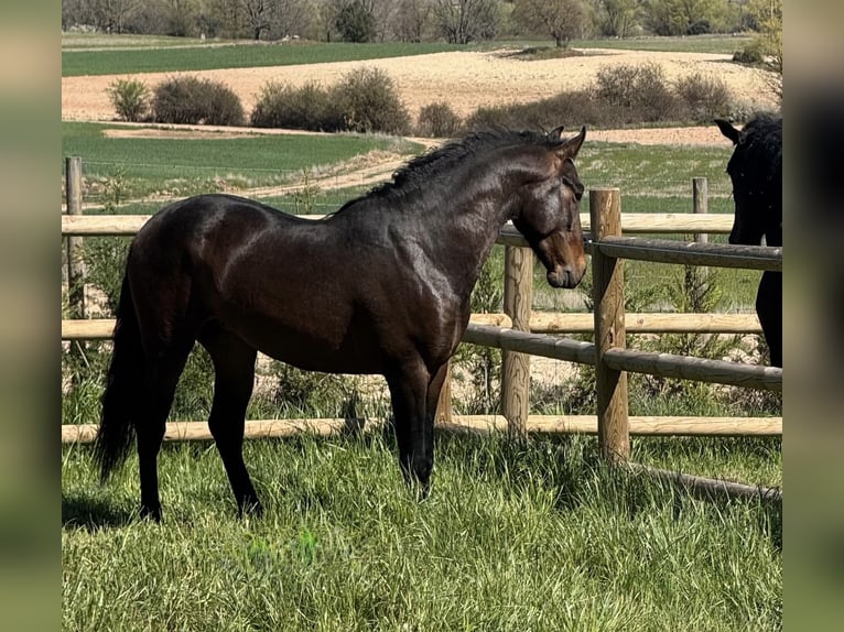 PRE Mix Gelding 3 years 15.2 hh Bay-Dark in Soria