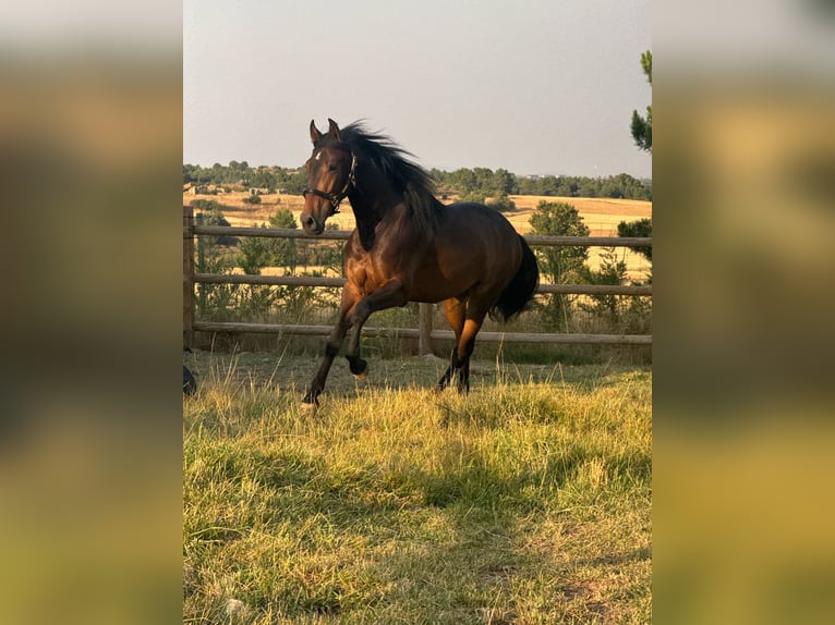 PRE Mix Gelding 3 years 15.2 hh Bay-Dark in Soria