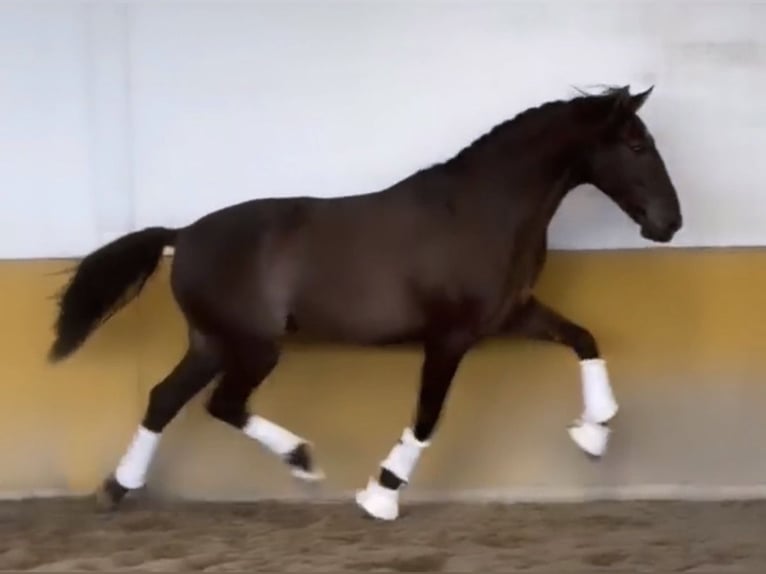 PRE Gelding 3 years 15.2 hh Black in Griñon