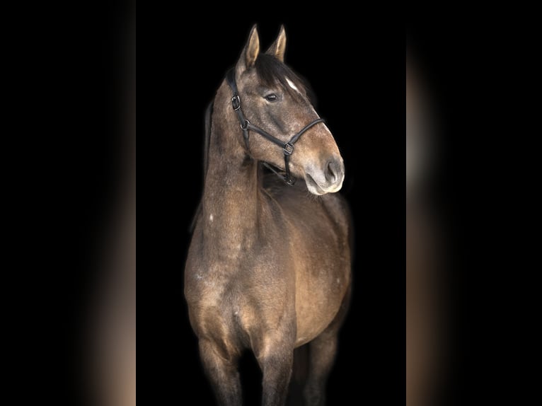 PRE Gelding 3 years 15.2 hh Brown Falb mold in Gefrees