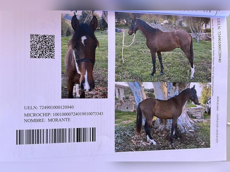 PRE Mix Gelding 3 years 15.2 hh Brown in Tarifa