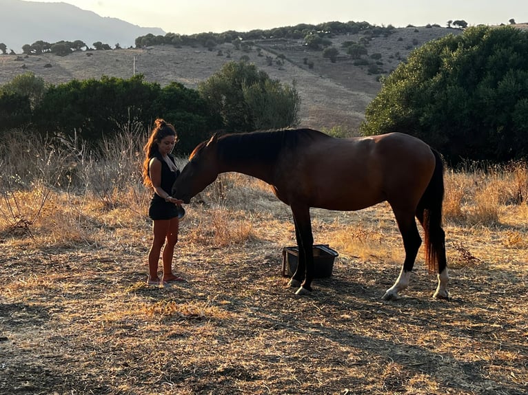 PRE Mix Gelding 3 years 15.2 hh Brown in Tarifa