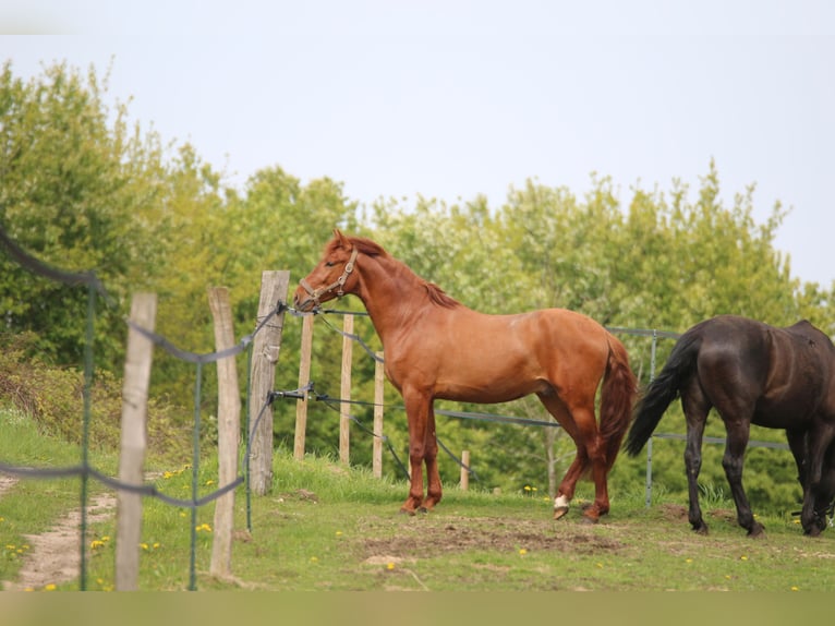 PRE Mix Gelding 3 years 15,2 hh Chestnut-Red in Postfeld