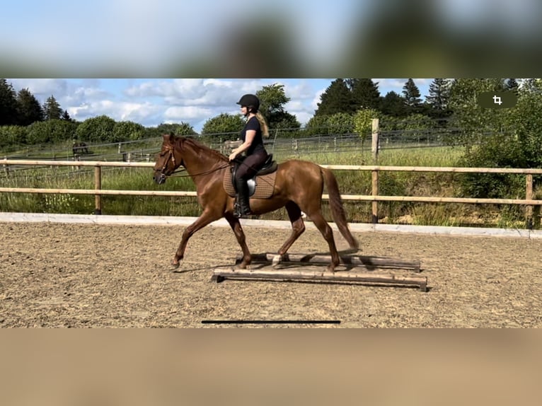 PRE Mix Gelding 3 years 15,2 hh Chestnut-Red in Postfeld