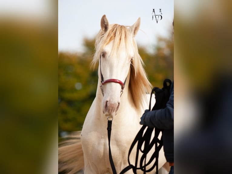 PRE Mix Gelding 3 years 15,2 hh Cremello in Deauville