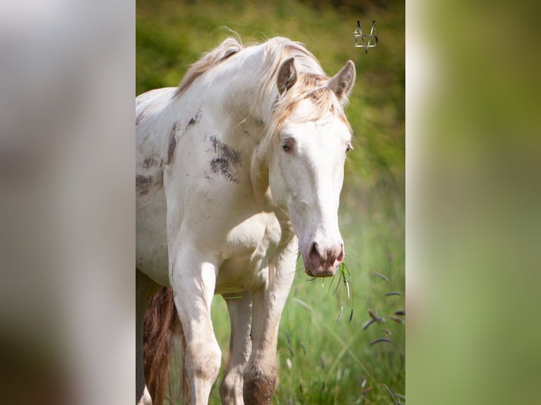 PRE Mix Gelding 3 years 15,2 hh Cremello in Deauville