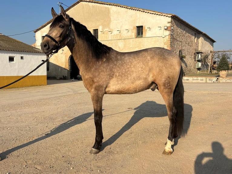 PRE Mix Gelding 3 years 15.2 hh Dun in Hamburg