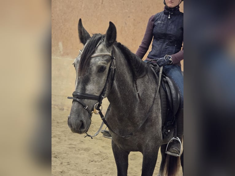 PRE Gelding 3 years 15,2 hh Gray in Schwäbisch Gmünd