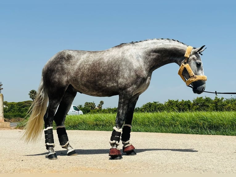 PRE Mix Gelding 3 years 15,2 hh Gray in Koppl