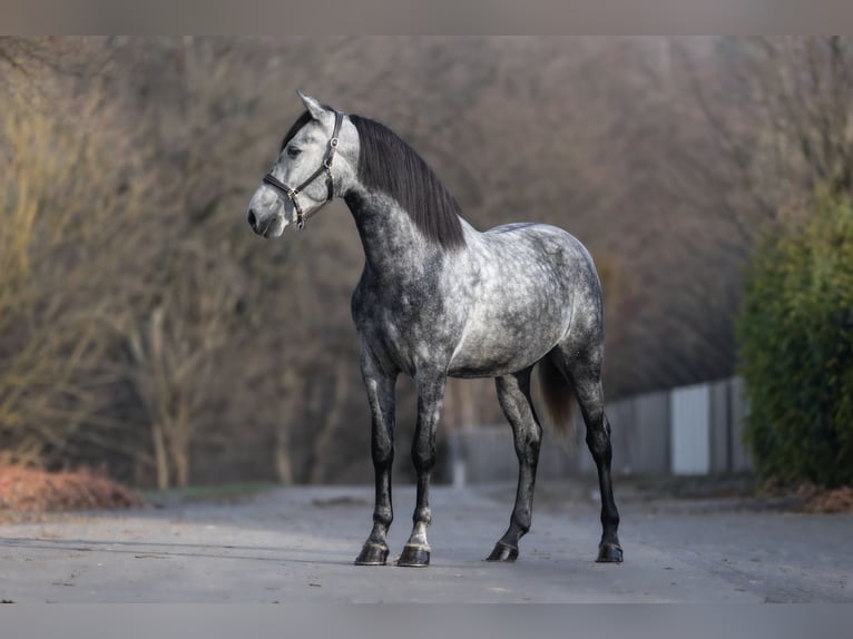 PRE Gelding 3 years 15,2 hh Grey-Dapple in Windhagen