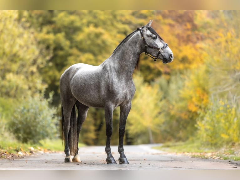 PRE Gelding 3 years 15,2 hh Grey-Dark-Tan in Windhagen