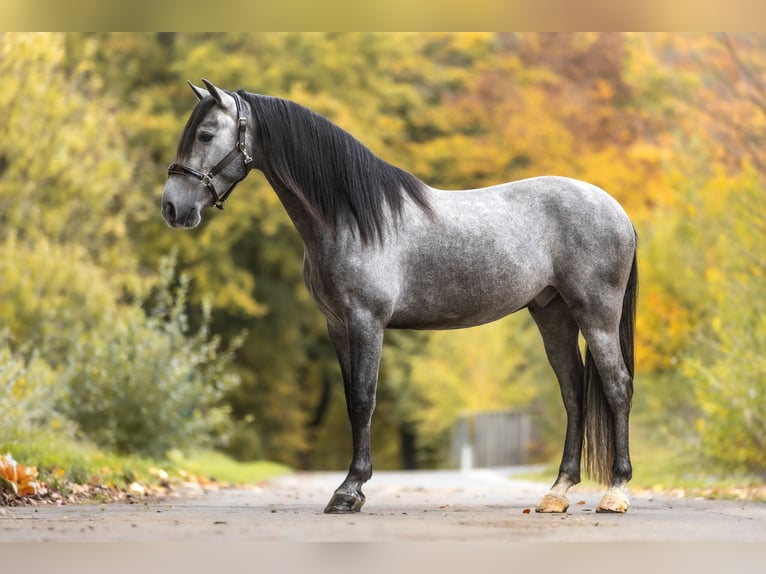 PRE Gelding 3 years 15,2 hh Grey-Dark-Tan in Windhagen