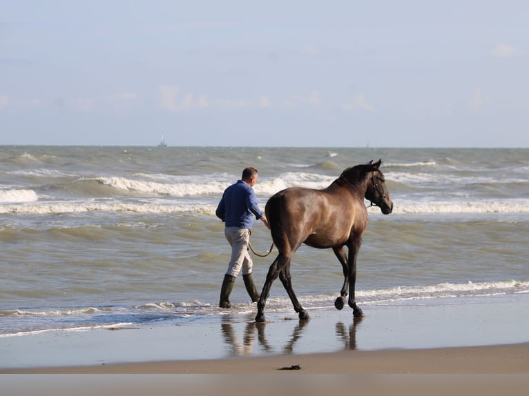 PRE Gelding 3 years 15.2 hh Grey in Alveringem