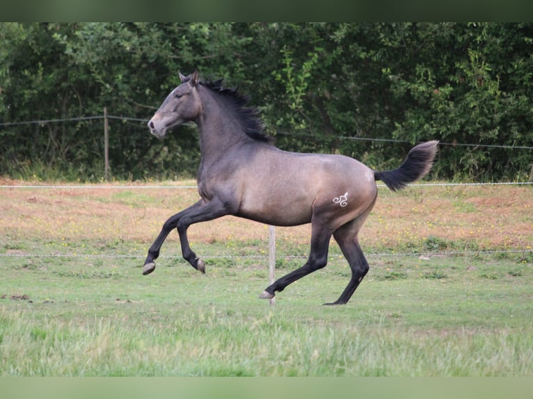 PRE Gelding 3 years 15.2 hh Grey in Alveringem
