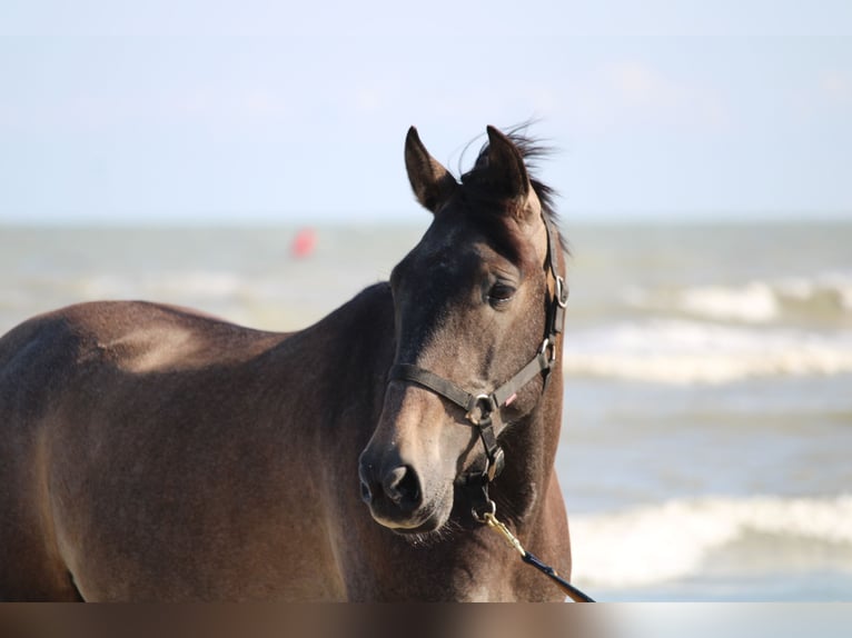 PRE Gelding 3 years 15.2 hh Grey in Alveringem