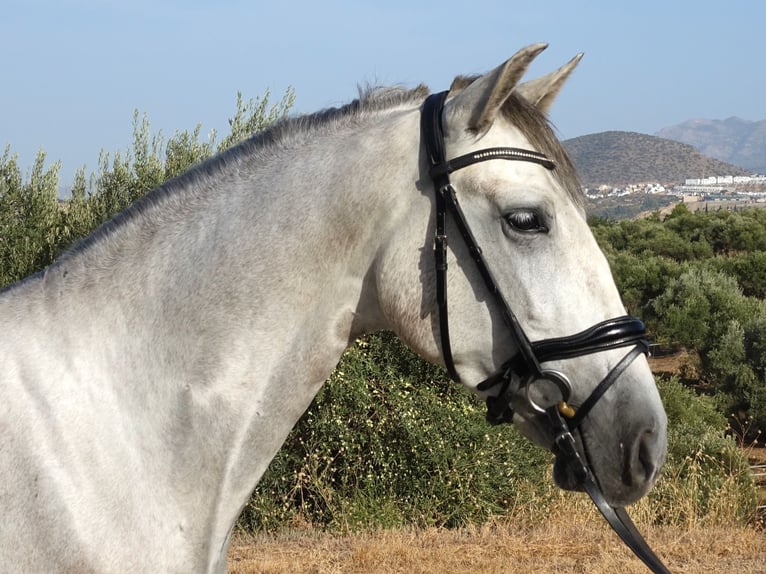 PRE Gelding 3 years 15.2 hh Grey in Coín, Málaga