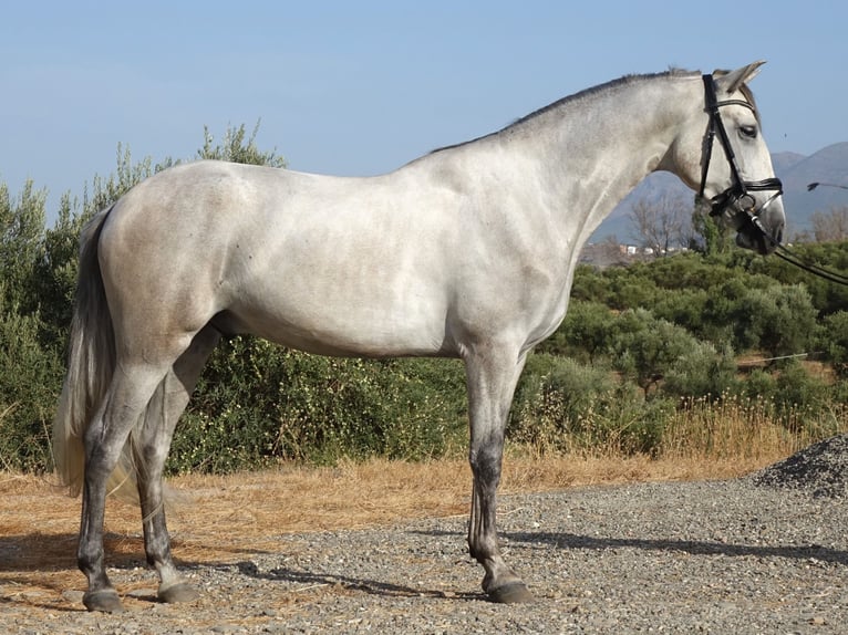 PRE Gelding 3 years 15.2 hh Grey in Coín, Málaga
