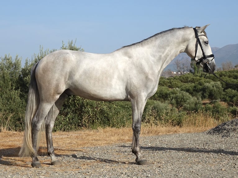 PRE Gelding 3 years 15.2 hh Grey in Coín, Málaga
