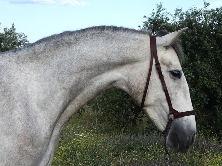 PRE Gelding 3 years 15.2 hh Grey in Coín, Málaga