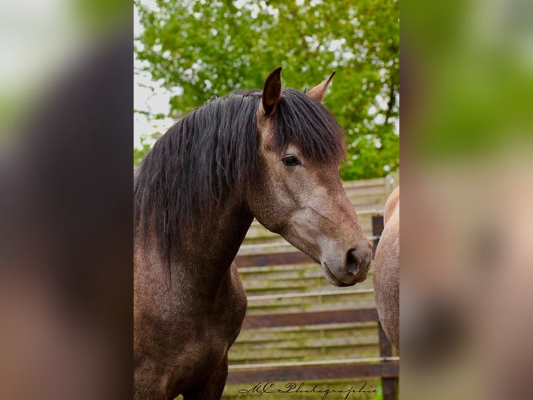PRE Gelding 3 years 15,2 hh Grey in Brandis