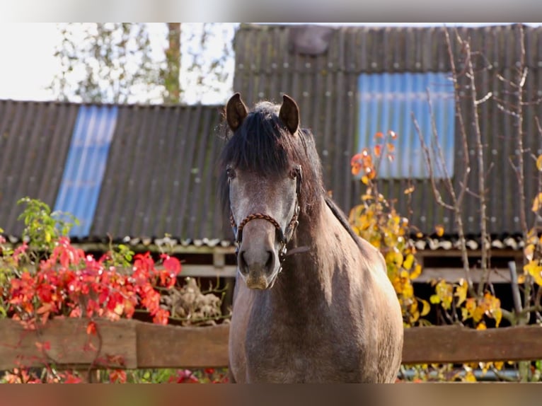 PRE Gelding 3 years 15,2 hh Grey in Brandis