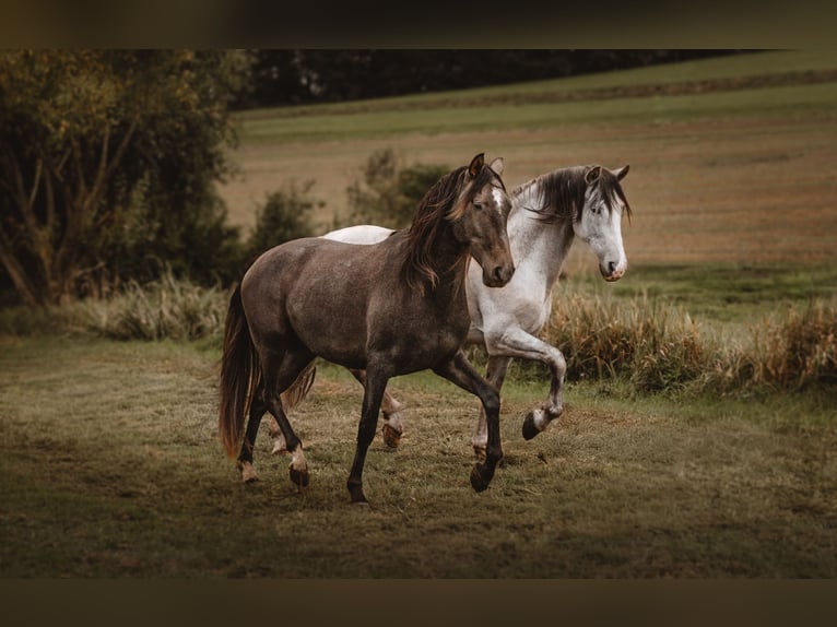 PRE Gelding 3 years 15.2 hh Grey in Otterberg