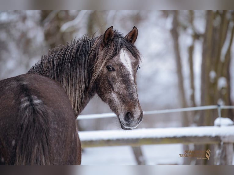 PRE Gelding 3 years 15.2 hh Grey in Stipsdorf