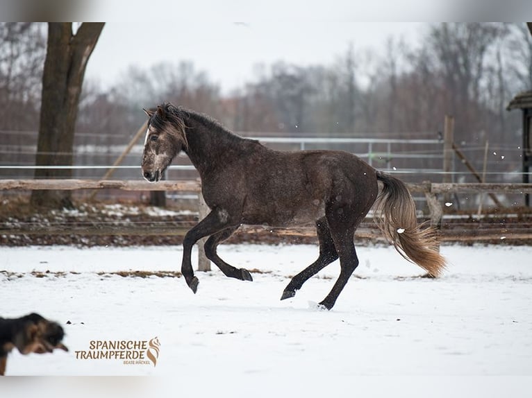PRE Gelding 3 years 15.2 hh Grey in Stipsdorf