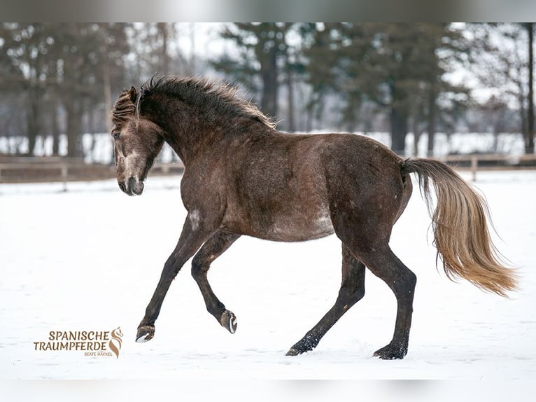 PRE Gelding 3 years 15.2 hh Grey in Stipsdorf