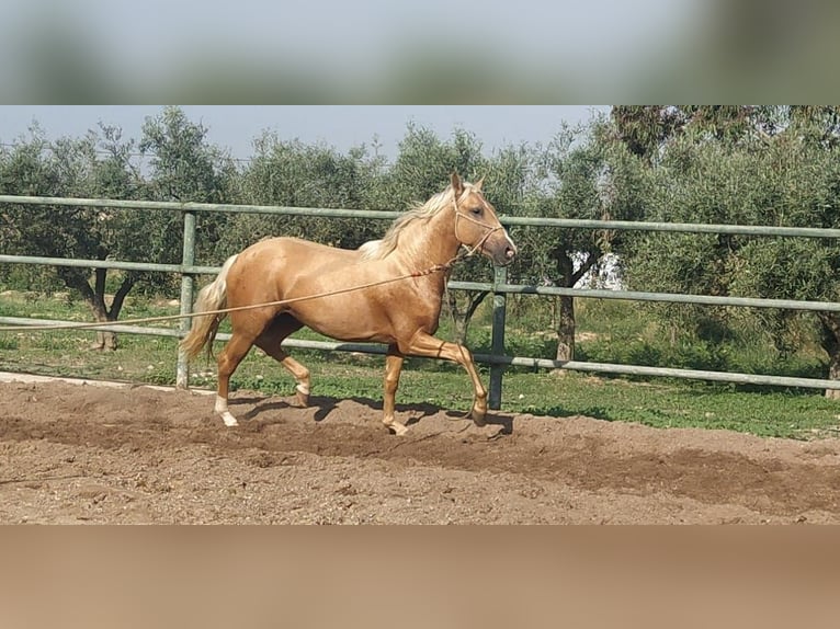PRE Gelding 3 years 15,2 hh Palomino in Torre Pacheco