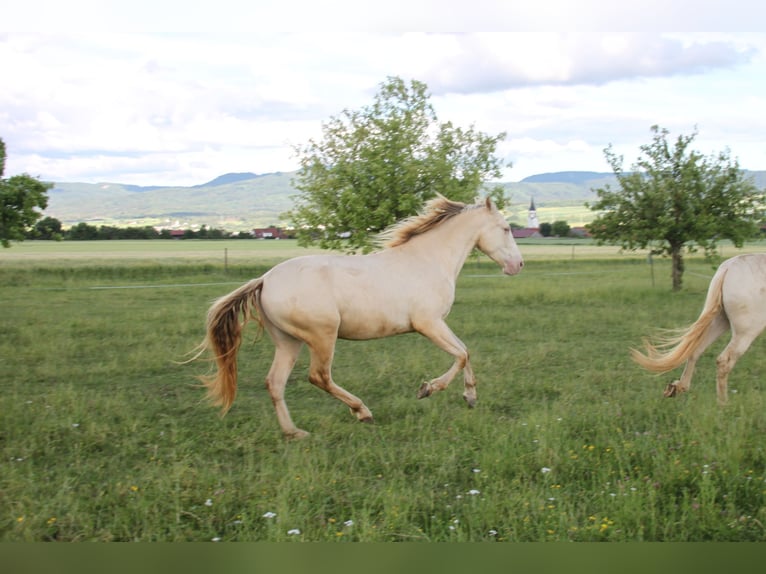 PRE Gelding 3 years 15.2 hh Perlino in Balingen