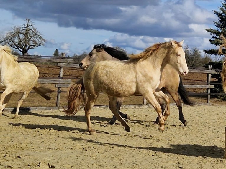 PRE Gelding 3 years 15.2 hh Perlino in Balingen