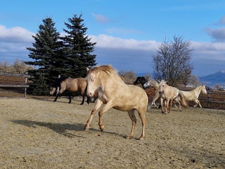 PRE Gelding 3 years 15.2 hh Perlino in Balingen