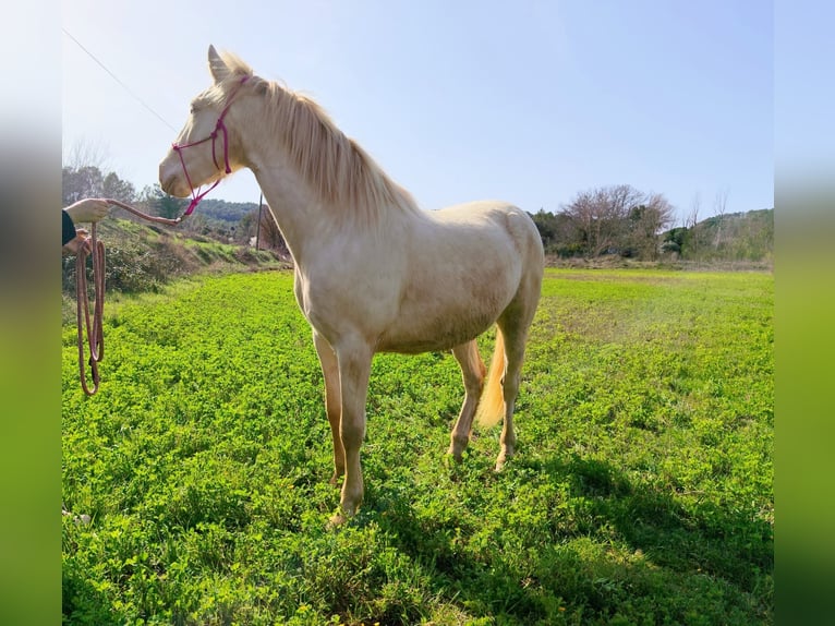 PRE Mix Gelding 3 years 15.2 hh Perlino in Carcès