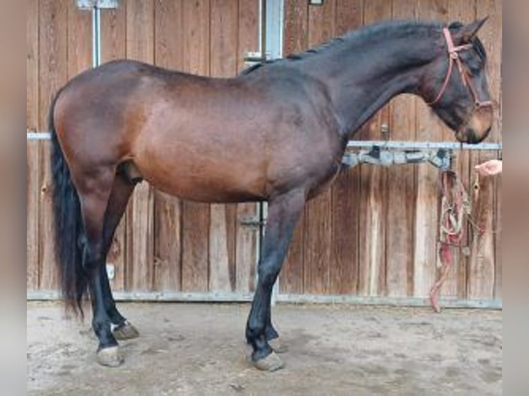 PRE Mix Gelding 3 years 15,3 hh Bay in Gijon