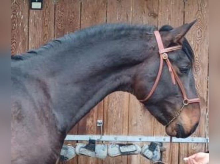 PRE Mix Gelding 3 years 15,3 hh Bay in Gijon