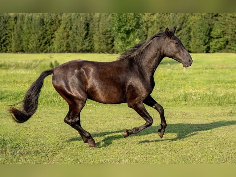 PRE Gelding 3 years 15.3 hh Black in Salzburg