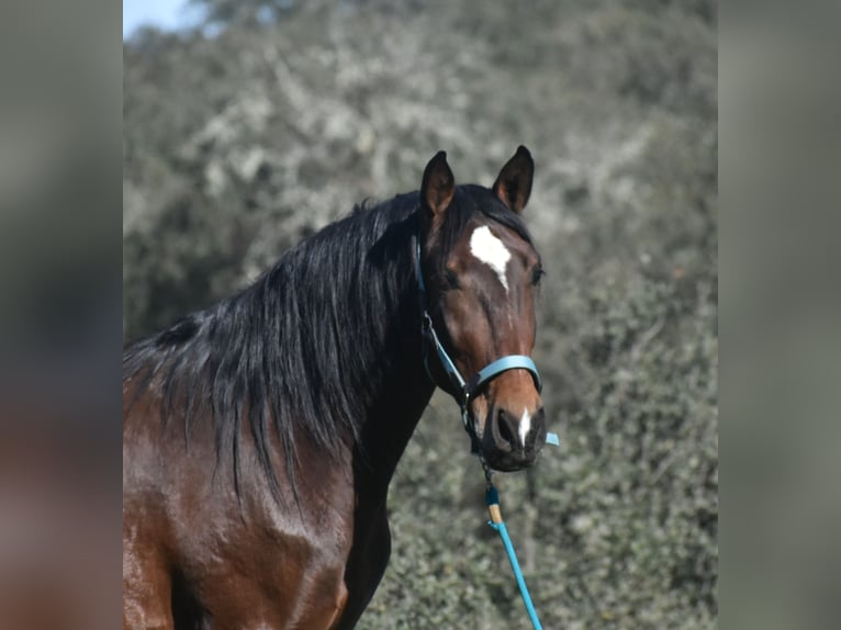 PRE Gelding 3 years 15,3 hh Brown in El Real De La Jara, Sevilla