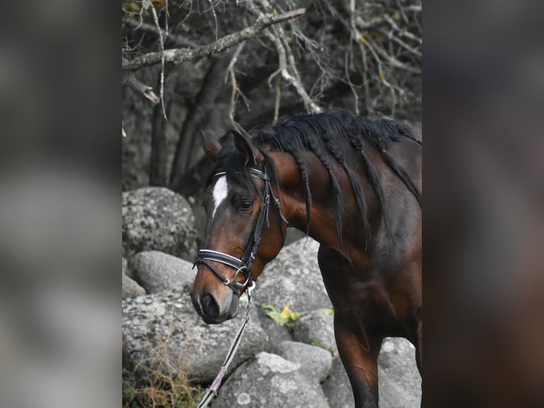 PRE Gelding 3 years 15,3 hh Brown in El Real De La Jara, Sevilla