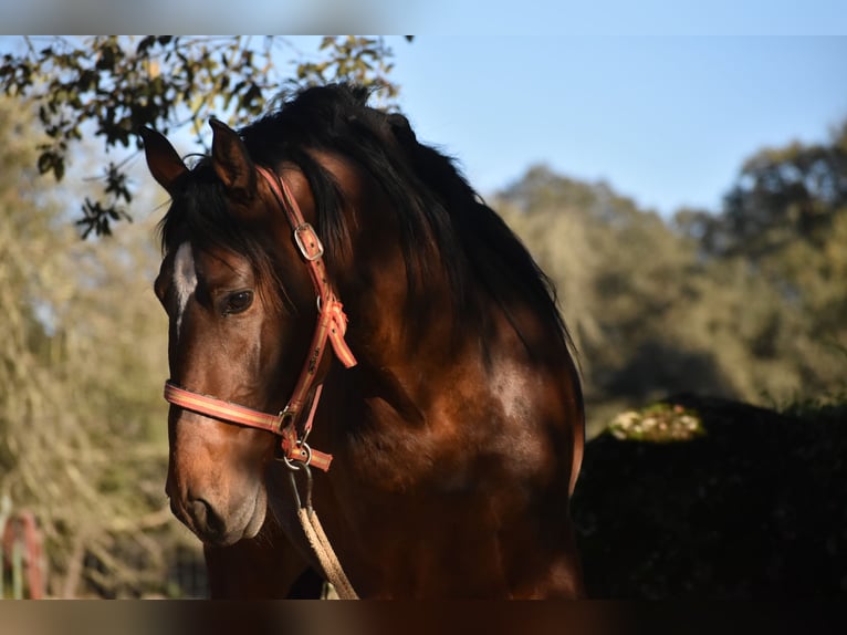 PRE Gelding 3 years 15,3 hh Brown in El Real De La Jara, Sevilla