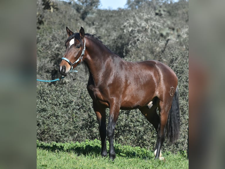 PRE Gelding 3 years 15,3 hh Brown in El Real De La Jara, Sevilla