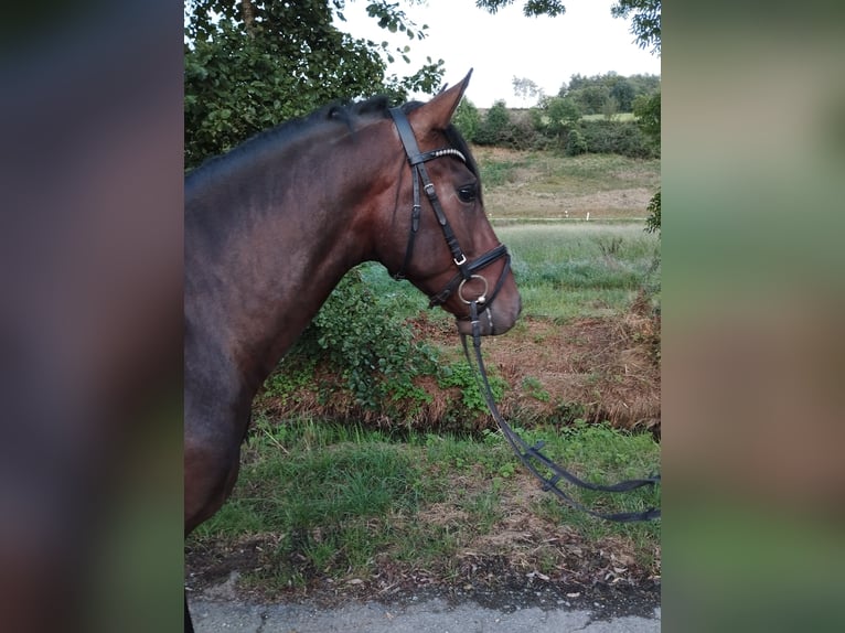 PRE Mix Gelding 3 years 15,3 hh Brown in Bad Mergentheim