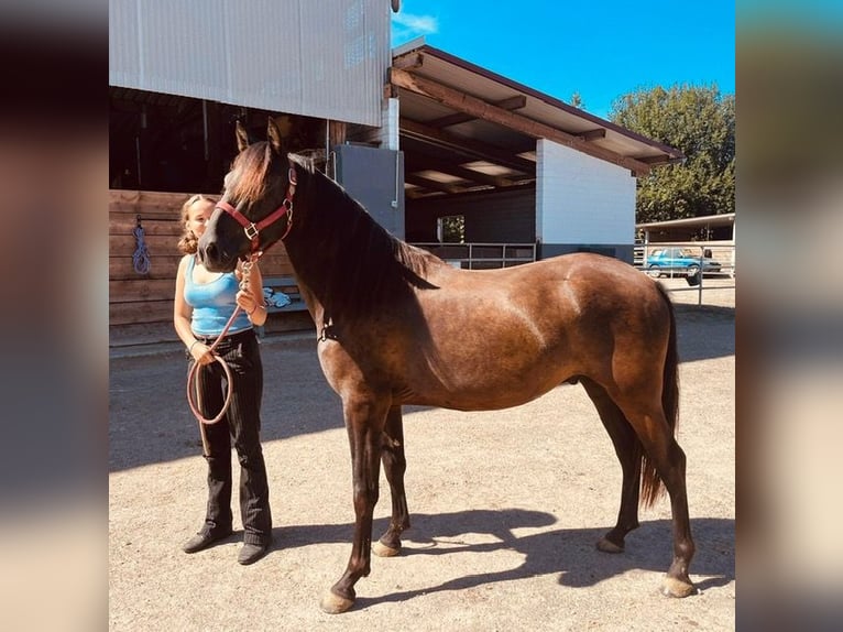 PRE Gelding 3 years 15 hh Black in InzlingenInzlingen
