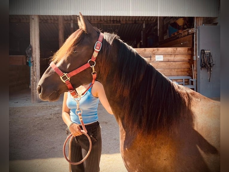 PRE Gelding 3 years 15 hh Black in InzlingenInzlingen