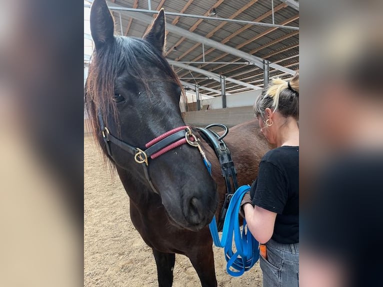 PRE Gelding 3 years 15 hh Black in Inzlingen