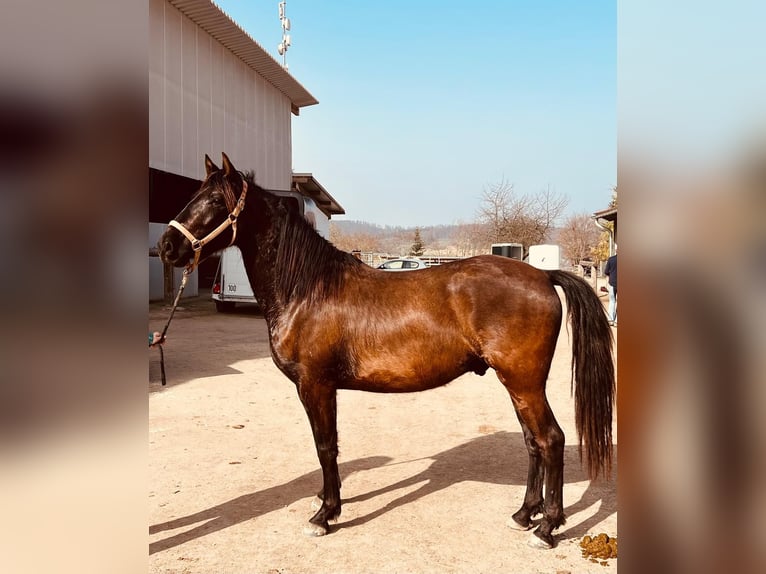 PRE Gelding 3 years 15 hh Black in Inzlingen