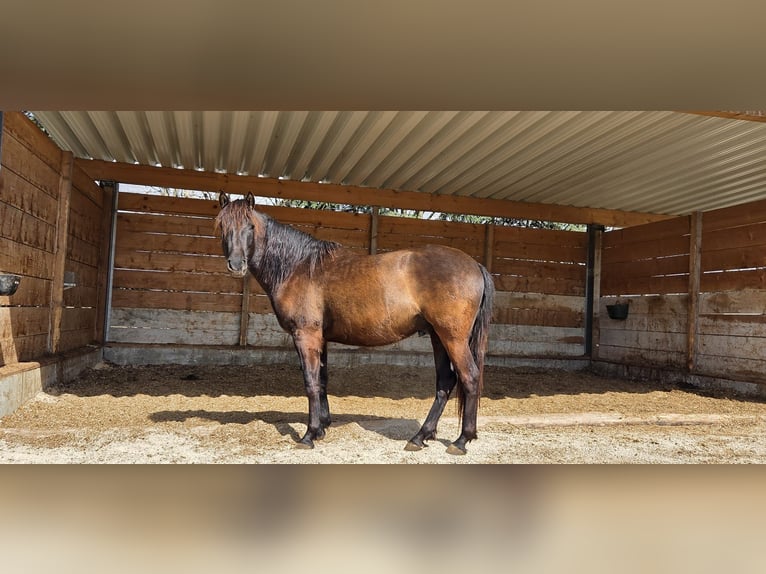 PRE Gelding 3 years 15 hh Black in Inzlingen
