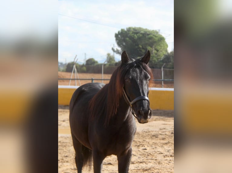 PRE Mix Gelding 3 years 15 hh Black in Hamburg