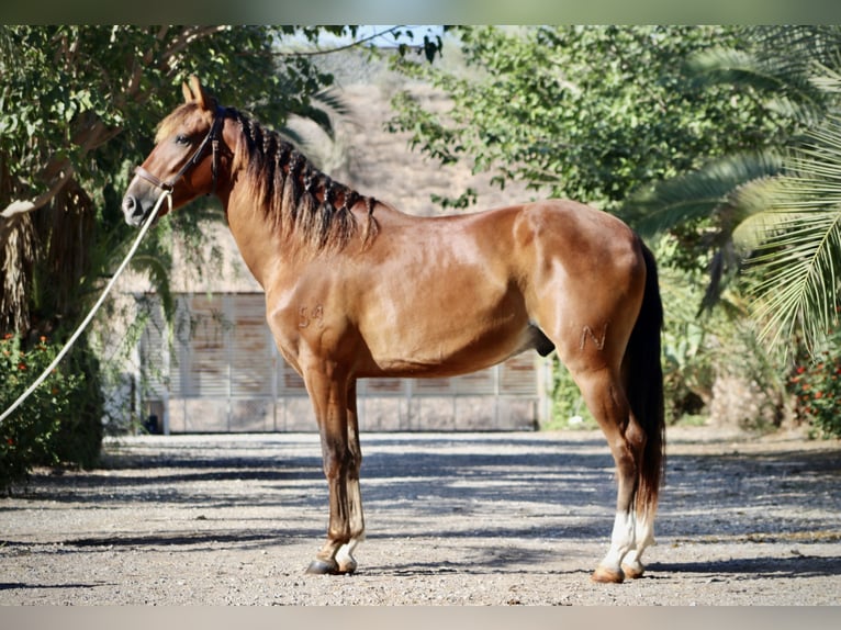 PRE Gelding 3 years 15 hh Brown in Monforte del Cid